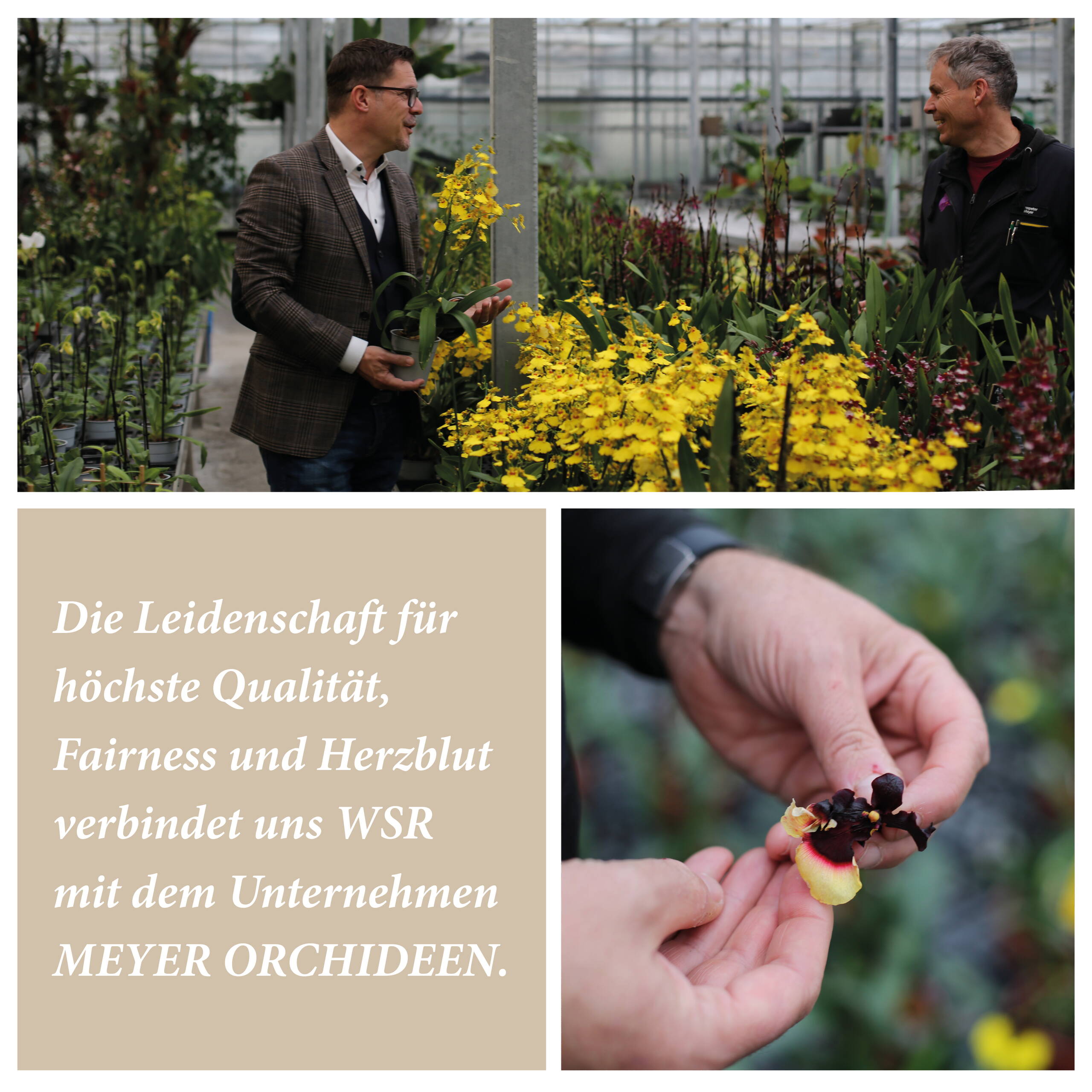 vierbilder-meyer-orchideen.jpg